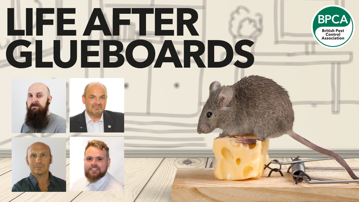 glueboards hero glueboards hero